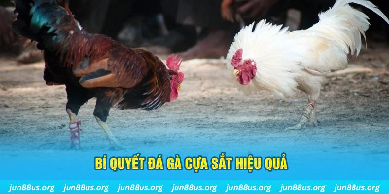 vaobong88 đá gà cựa dao
