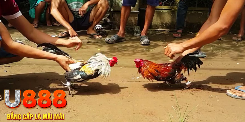 vaobong88 đăng nhập mậu binh rút tiền nhanh