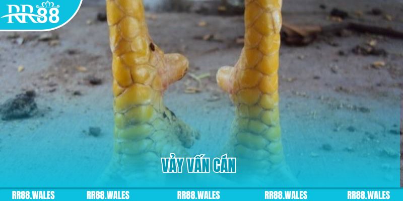 vaobong88 xổ số tiền giang